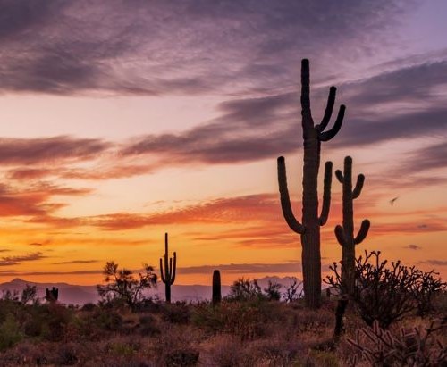A sunset in the desert with two cacti in the foreground